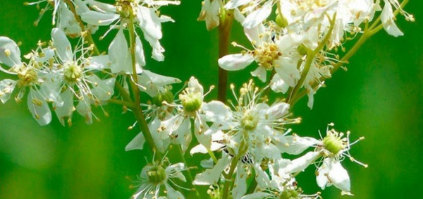 Crambe abyssinica